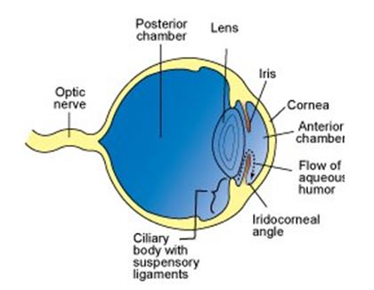 Glaucoma1