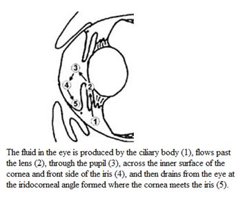 Glaucoma2